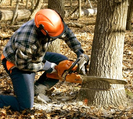 Tree Removal in Oxford, MA